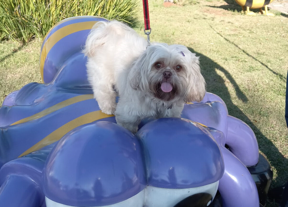 Dia Internacional dos Animais: confira dicas para ter um ambiente pet friendly