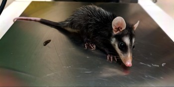 GPA e Defesa Civil promovem resgates de gambás-de-orelha-preta e lagarto teiú