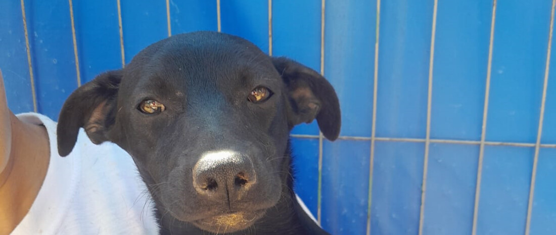 Ong Fera promove evento de adoção no Mogi Shopping