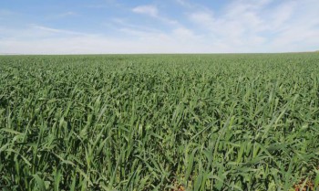 Área reservada à agropecuária no pais cresceu 50% em 37 anos