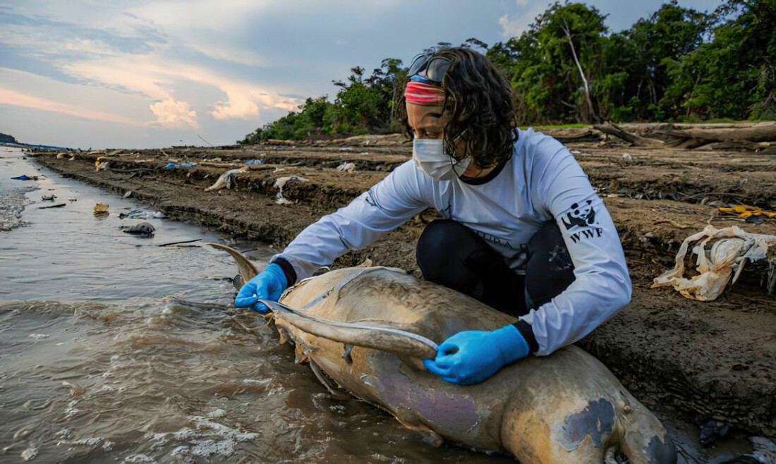 Mais dez carcaças de botos foram encontradas no Lago Tefé