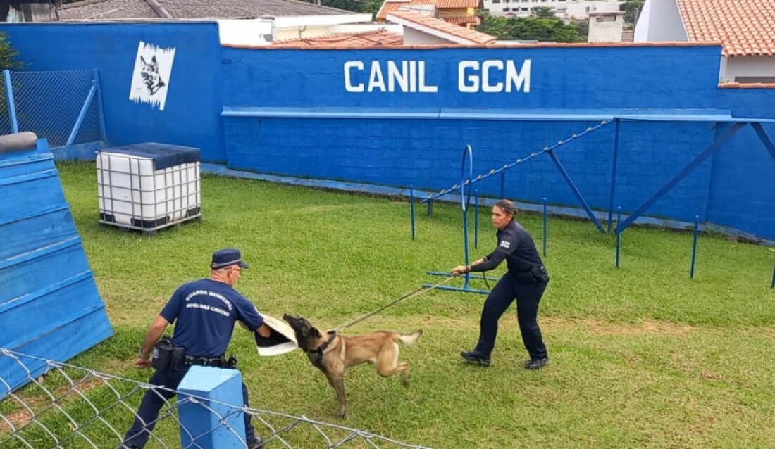 Mogi das Cruzes se torna referência em cuidado e proteção animal