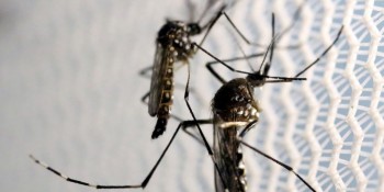 Agência Brasil explica diferença entre pernilongo e mosquito da dengue