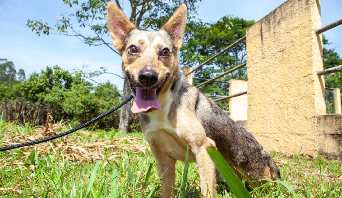 Centro de Bem Estar Animal não terá atendimento amanhã