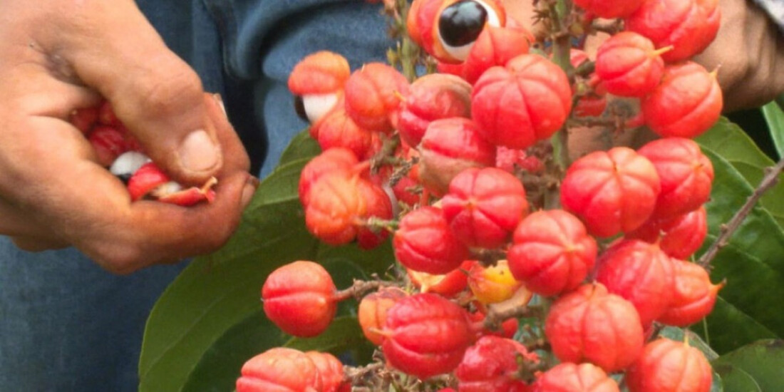 Guaraná: os Olhos da Floresta é tema do Caminhos da Reportagem de hoje