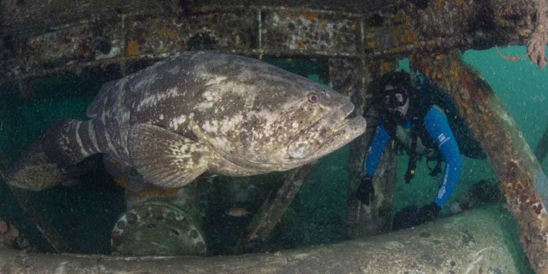 Prêmio de conservação da biodiversidade marinha prorroga inscrições
