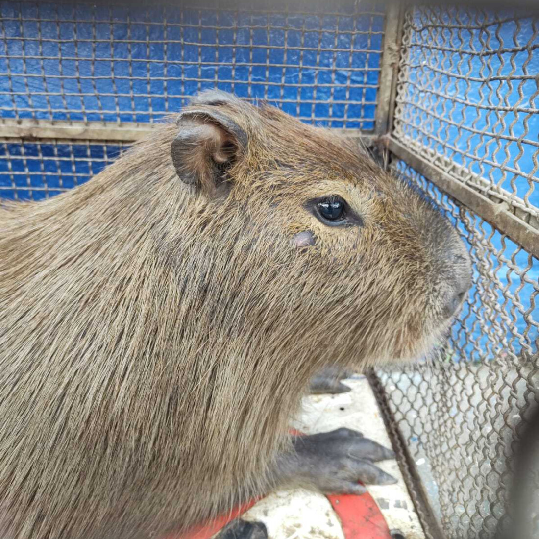 GPA promove o resgate de 19 animais no período de uma semana