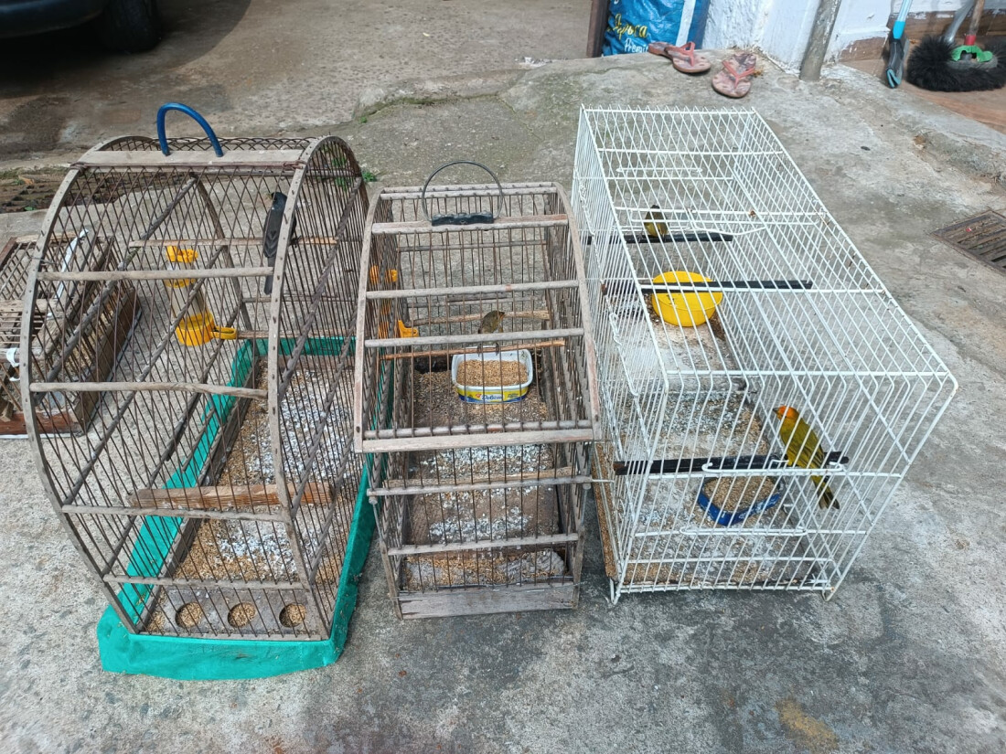 GPA promove o resgate de cinco pássaros silvestres