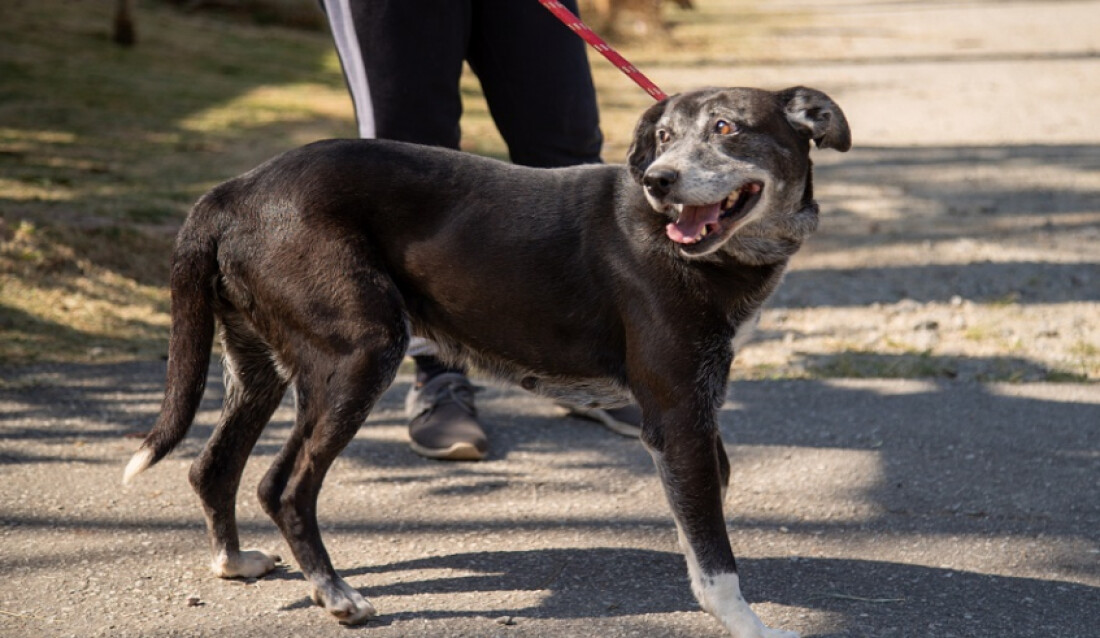 Mogi realiza Semana de Prevenção ao Câncer de Mama em animais 