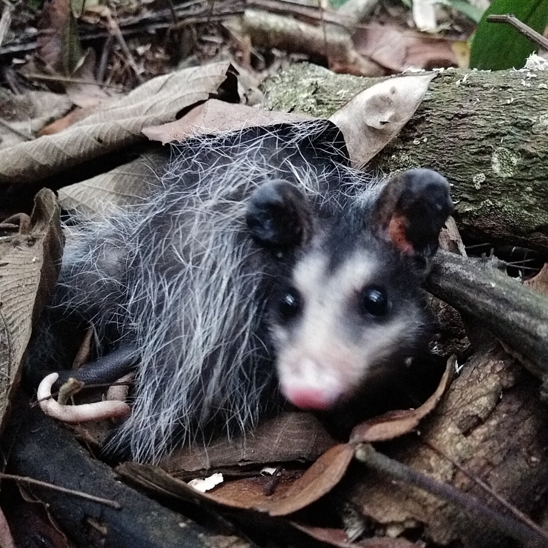 Animais resgatados durante ações da prefeitura são devolvidos à natureza