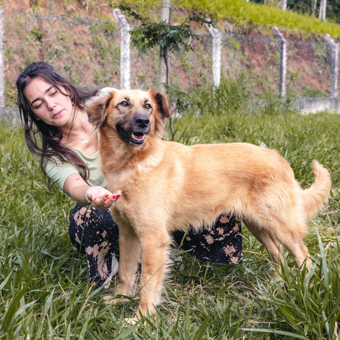 1ª CãoMinhada de Guararema é atração neste sábado 