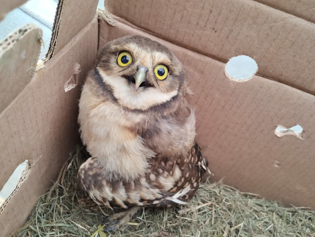 GCM resgata coruja e prende caminhoneiro por embriaguez ao volante