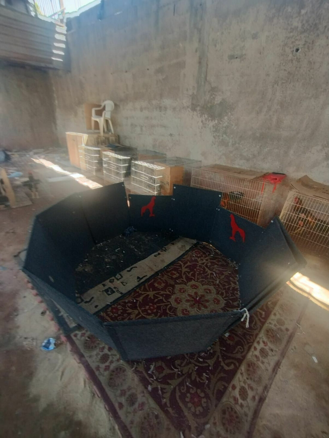 GCM de Itaquá desmantela rinha de galos e detém 12 suspeitos por crime ambiental