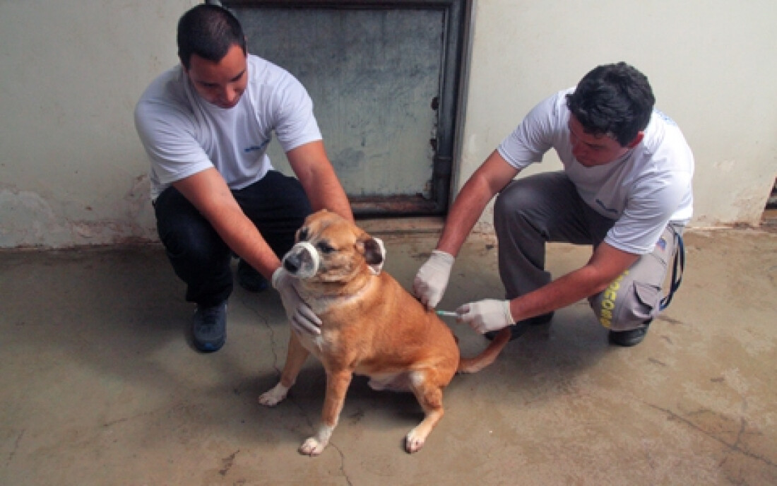 Centro de Controle de Zoonoses realiza vacinação antirrábica em Mogi