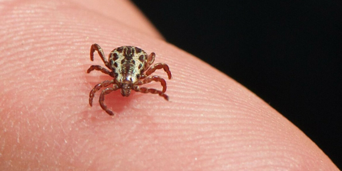 Brasil tem 49 registros de febre maculosa em 2023, com seis mortes