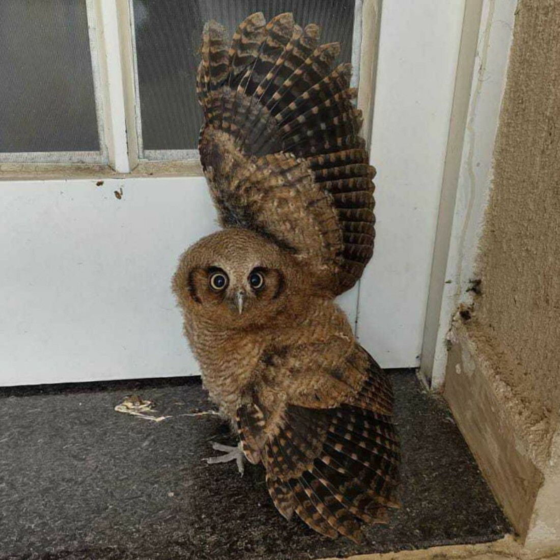 GCM intervém em movimentação de terra e resgata animais