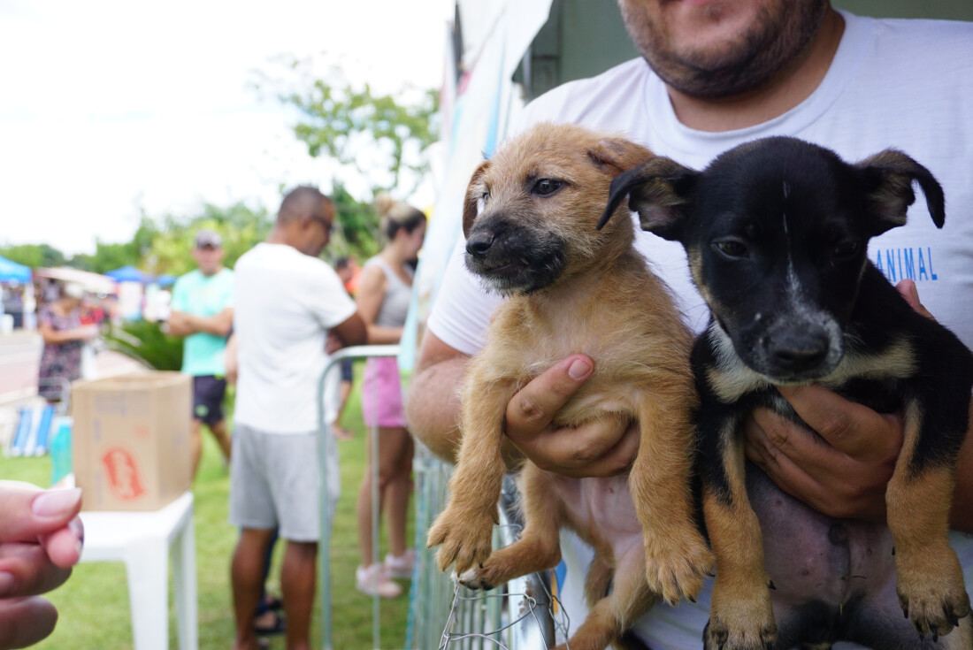'Baby, me Leva!' alcança a marca de 587 animais adotados em 2023