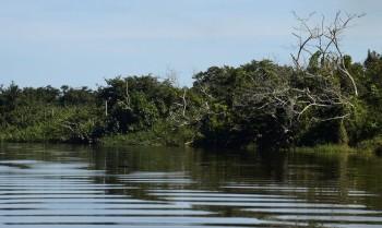 Floresta Viva