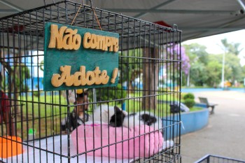 Poá terá cãominhada e ações voltadas para cães e gatos