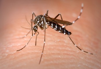 Saúde de SP alerta sobre sintomas de doenças transmitidas pelo Aedes aegypti