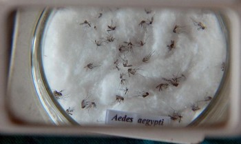 Chikungunya  