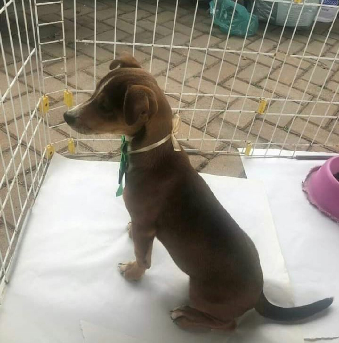 Projeto Gratitude realiza Mega Bazar Natal neste sábado (16) em Mogi 