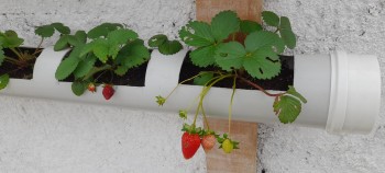 Escola de Biritiba Mirim retoma projeto de horta escolar 