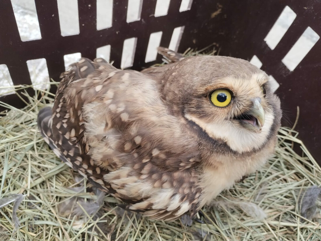 GPA de Suzano flagra desmatamento e resgata gavião-carijó