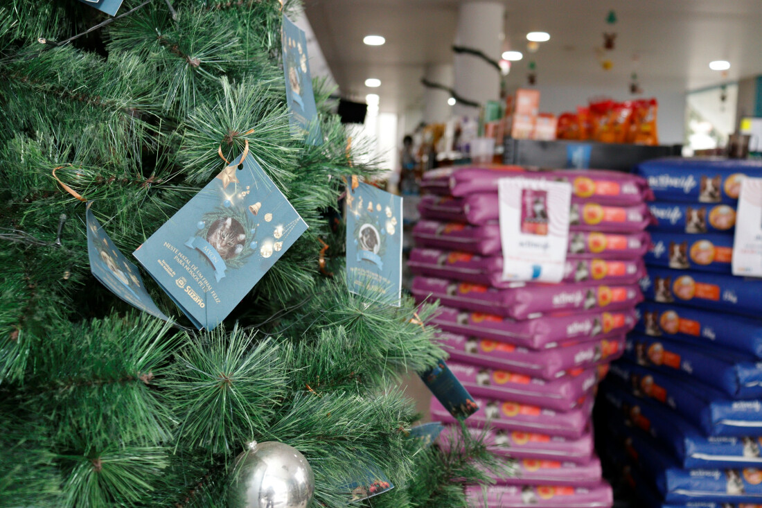 Projeto “Histórias de Esperança’” é oportunidade para apadrinhar cães e gatos