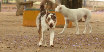 ONG FERA promove Campanha de Natal para animais resgatados