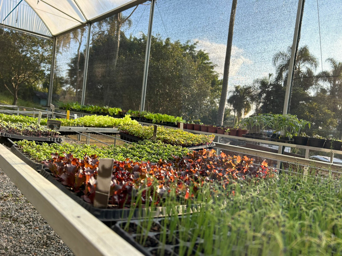 Viveiro Municipal de Poá é aberto para visitação