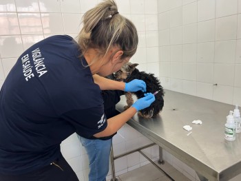 Vacinação antirrábica acontece dia 11 no Jardim Nova Poá