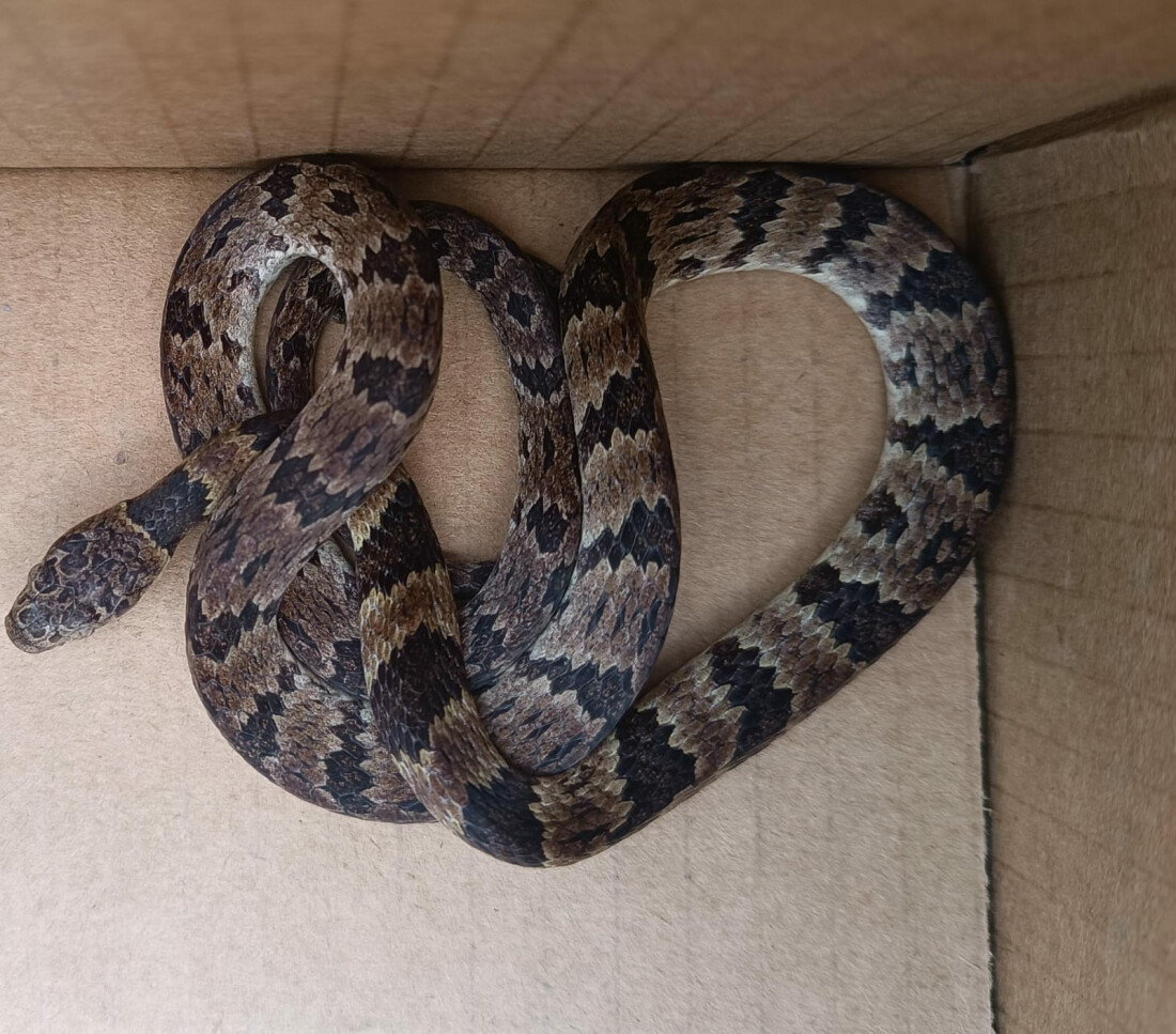 GPA realiza resgate de três animais silvestres em uma semana