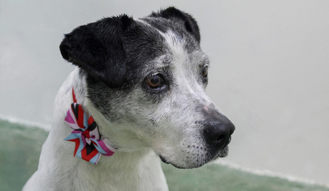 População mogiana poderá agendar castração de animais pelo aplicativo Colab