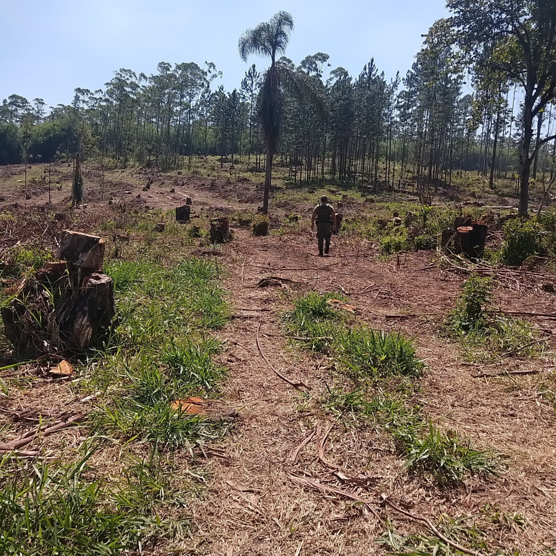 GPA resgata animais abandonados e impede movimentação de terra e desmatamento
