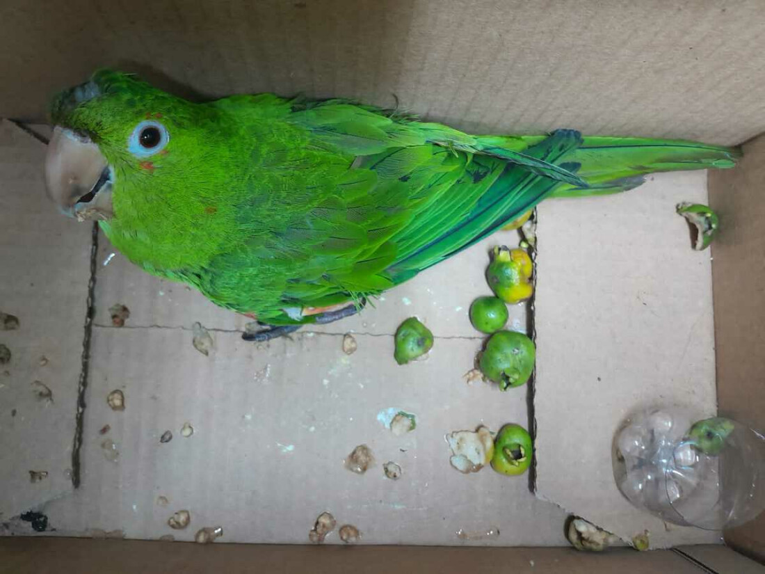 GPA resgata dois animais silvestres na área central