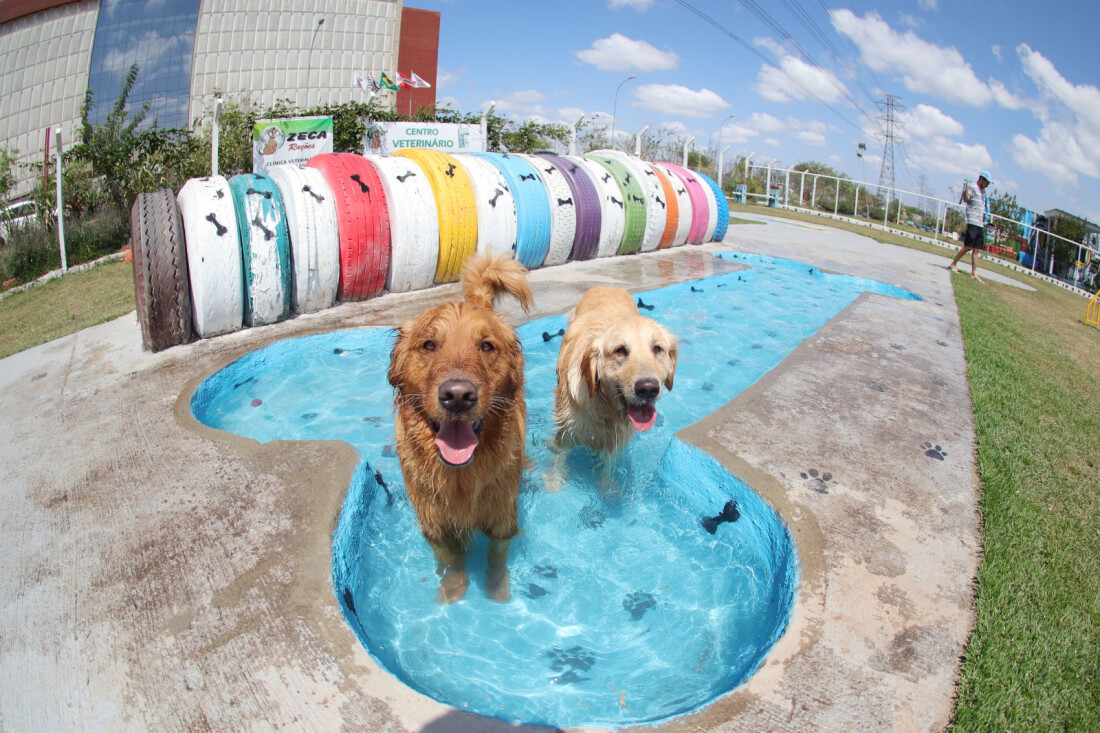 PlayPet dá início a recadastramentos e novos registros para visita de cães