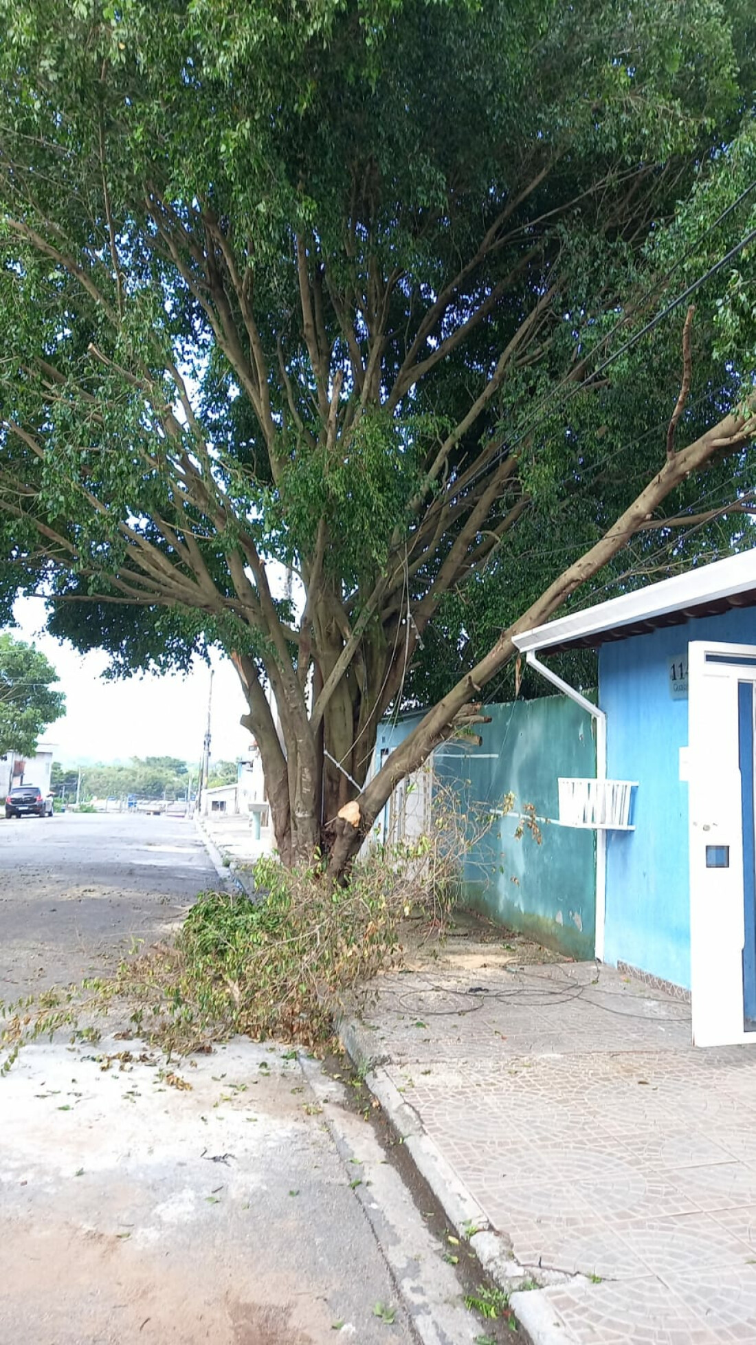 Moradora reclama de árvore com risco de queda no Jardim Planato