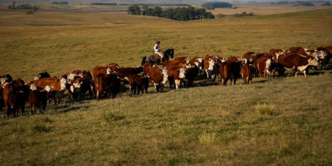 Febre aftosa: campanha de vacinação termina sábado