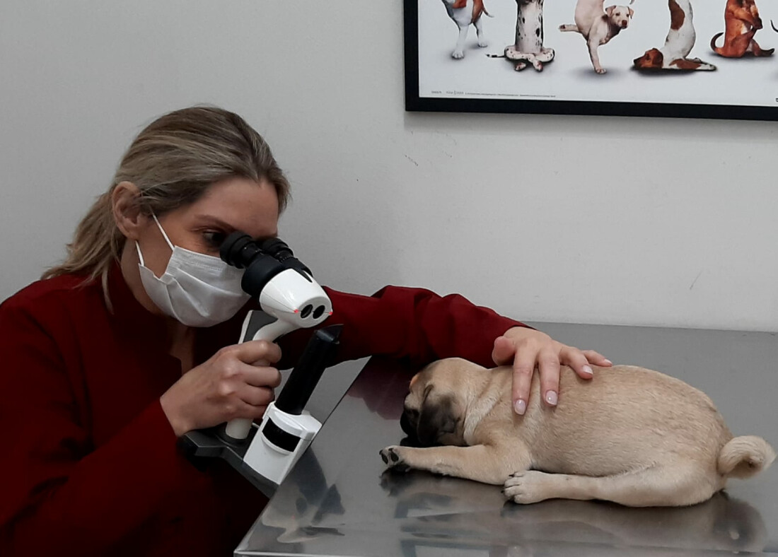 Oftalmologia veterinária previne e trata doenças oculares em animais