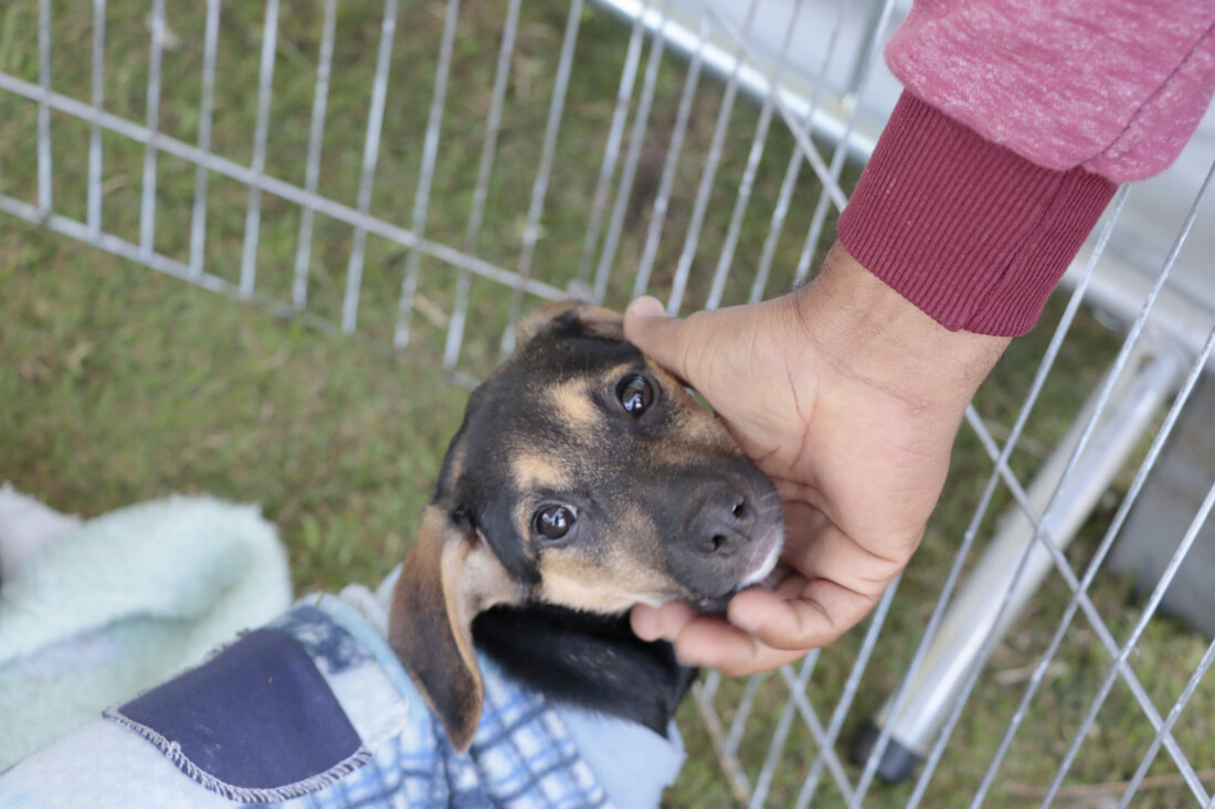 Primeiro 'Baby, me Leva!' do ano terá 50 animais em busca de um novo lar