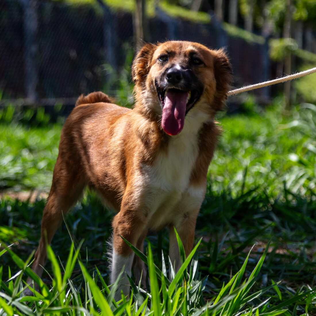 Guararema promove castração gratuita de animais pelo Programa Bora Ser Feliz 