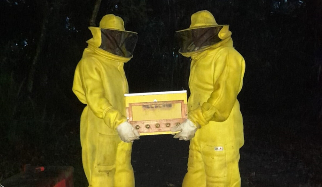 Colmeia e abelha rainha são recolhidas e trilha do Parque Centenário está liberada