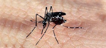 Condemat+ une esforços para intensificar o combate à dengue