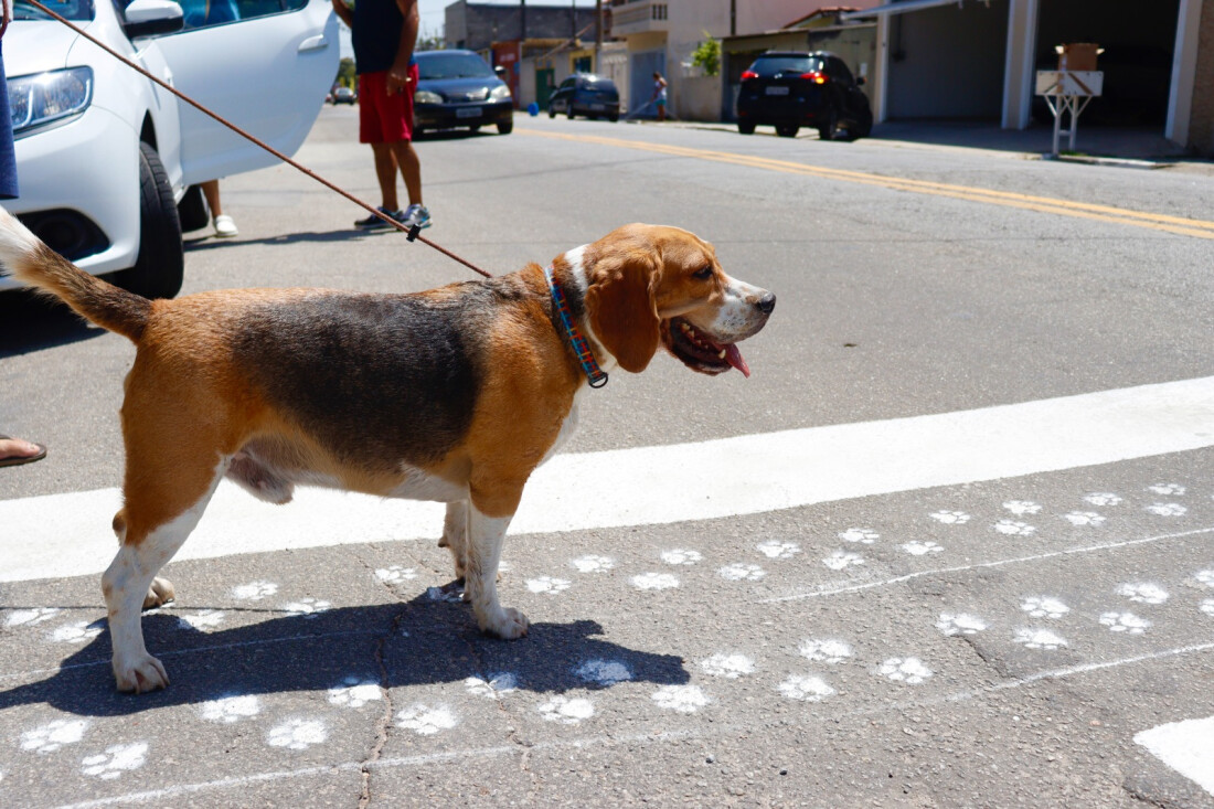 Secretaria de Transporte implanta 'patadestre' em frente ao Viveiro Municipal
