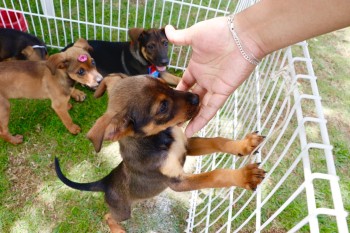 ‘Baby, me Leva!’ já soma 37 animais adotados no ano
