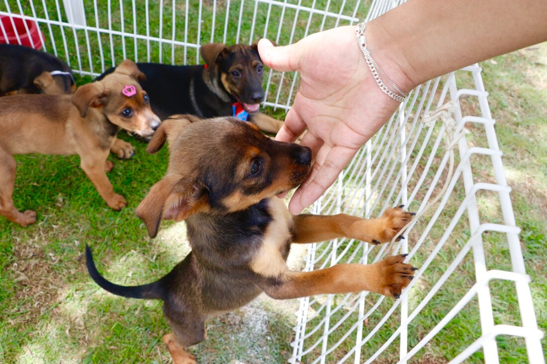 ‘Baby, me Leva!’ já soma 37 animais adotados no ano