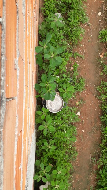 Moradora de Jundiapeba reclama de água parada e descarte de entulho em terreno