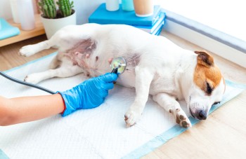 Check-up Pet: exames preventivos ajudam a manter a saúde