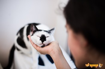 ONG de proteção animal promove segunda festa do Pija-miau no dia 6 de abril